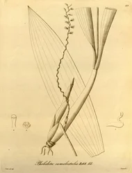 Illustrazione di Pholidota camelostalix