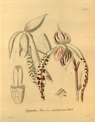 Questo file proviene dalla Biblioteca della Biodiversità ed è disponibile online su biodiversitylibrary.org/page/698357