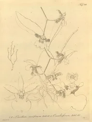 Questo file proviene dalla Biblioteca del Patrimonio della Biodiversità ed è disponibile online su biodiversitylibrary.org/page/696498