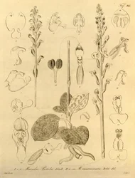 Questo file proviene dalla Biblioteca della Biodiversità
