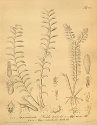 Illustrazioni di Appendicula kuhlii