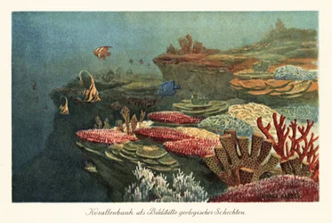 Antiche barriere coralline sul fondo dell