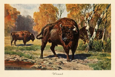 Bisonte europeo o zubr in una radura della foresta