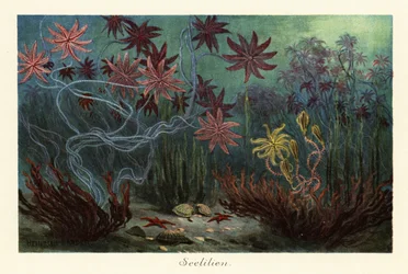 Gigli di mare estinti o crinoidi, Crinoidea, sul fondo del mare, 1908