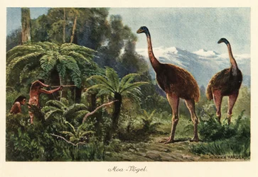 Uccelli Moa cacciati da uomini con archi e frecce