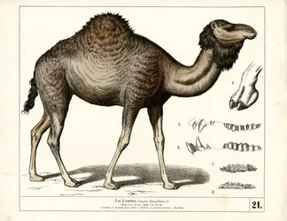 Dromedario con dettagli anatomici