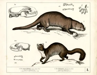 Lontra europea e faina con illustrazioni anatomiche