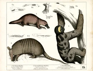 Mammiferi esotici dell