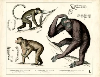 Grandi scimmie: Orangutan, Scimpanzé e Guenon