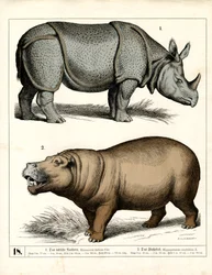 Rinoceronte e ippopotamo indiano