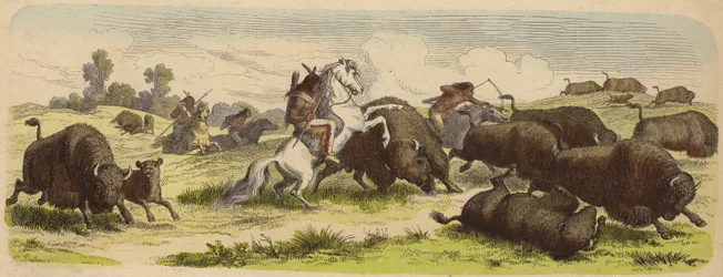 Nativi americani a cavallo che cacciano bufali (incisione colorata)
