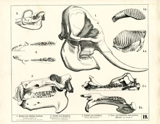 Crani e dentizione di vari mammiferi