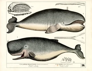 Capodoglio e balenottera con caratteristiche anatomiche