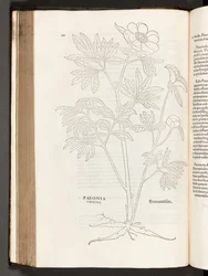 Peonia, illustrazione da De historia stirpium commentarii insignes di Leonhart Fuchs, 1542