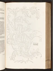 BT3.267.5. p.627 Pisello, illustrazione da De historia stirpium commentarii insignes di Leonhart Fuchs, 1542