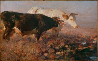 Mucche nella palude