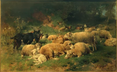 Pecore riposanti al margine del bosco