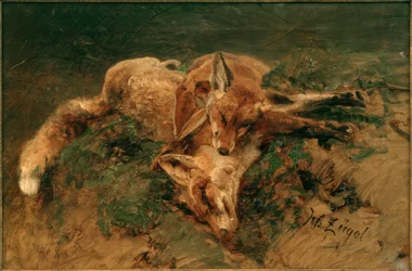 Due volpi