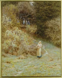 Nel bosco di primule