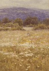 Fiori Estivi