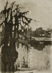 Cipressi