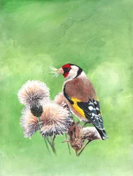 Cardellino I