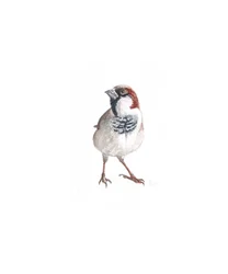 Passero maschio III, 2022