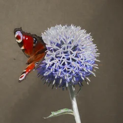 Pavone su cardo blu, 2018