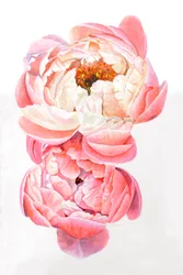 Peonie, 2021
