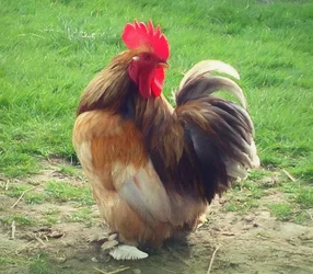 Gallo orgoglioso, 2018
