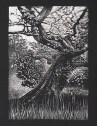Quercia venerabile