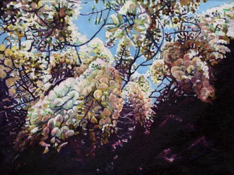 Glicine bianco, 2012