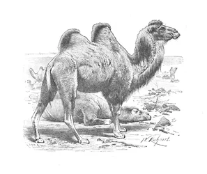 Cammello bactriano, c. 1900