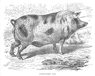 Maiale del Berkshire, c1900