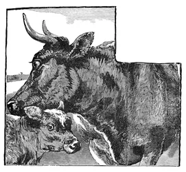 Mucca e vitello, c1900