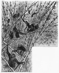Hoolocks in una giungla di bambù, c. 1900