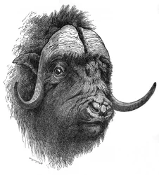 Bue muschiato, c1900