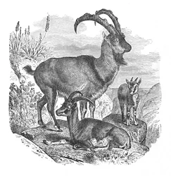 Capre selvatiche persiane