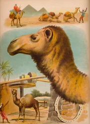 Il cammello