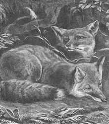 La volpe a casa, c1900