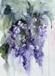 Glicine viola tenue