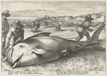Balena spiaggiata sulla spiaggia di Zandvoort, 1594