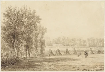 Campo di grano
