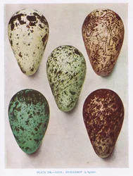 Uova: Succiacapre: Upupa: ecc., illustrazione da 