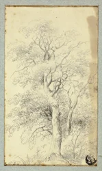 Albero