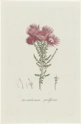 Phaenocoma prolifera Xeranthemum proliferum