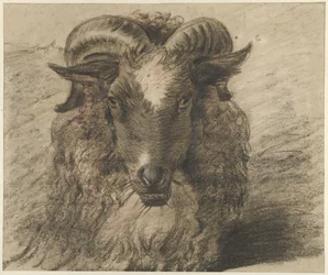 Testa di un ariete