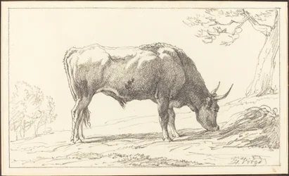 Un giovane toro al pascolo