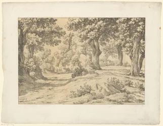 Paesaggio boschivo