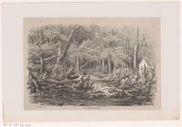 Alberi abbattuti alla Jacobalaan dopo la tempesta del 28 maggio 1860